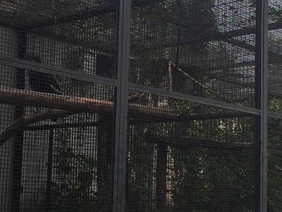 Southern ground-hornbill's huge made from black PVC coated panels cage has 12 panels in the facade of the cage in a zoo.